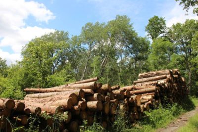 image Het bosbeheer: bomen laten groeien…