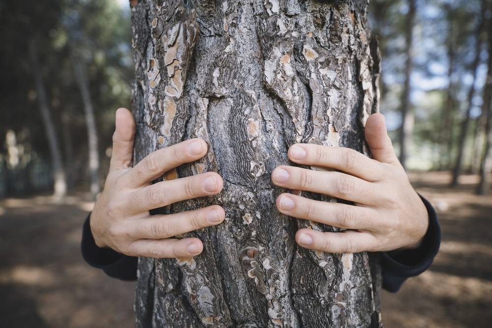 image Hout en biofilie